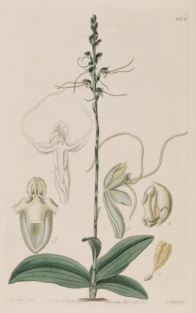 Illustration of Peristylus tentaculatus (as syn. Glossula tentaculata) by Unbekannt Unbekannt